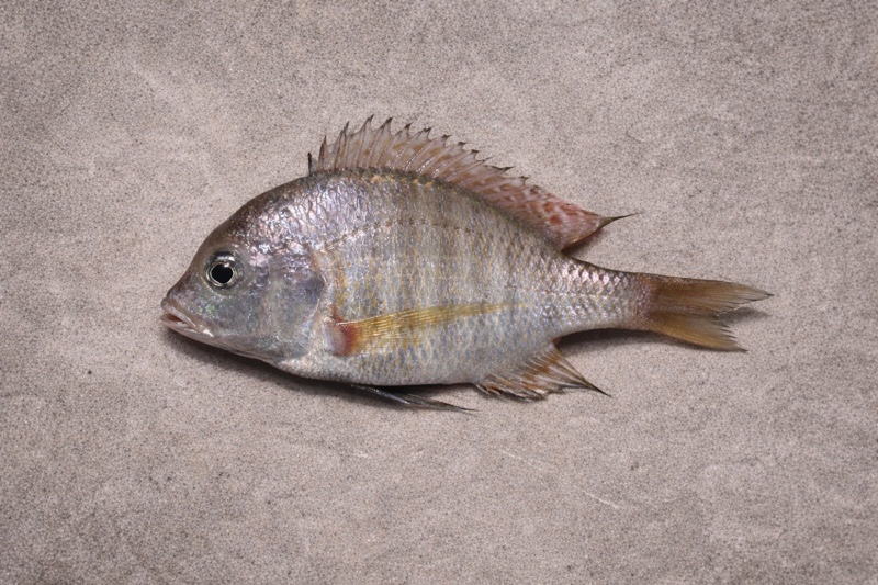 Lethrinops mylodon 'Nkhata Bay'